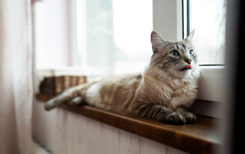 Cómo Preparar a Tu Gato para la Temporada de Calor: Consejos para Mantenerlo Fresco