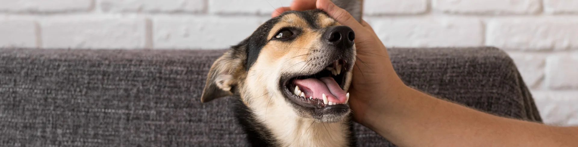 ¿Por qué es importante usar un buen spray antipulgas para tu perro?