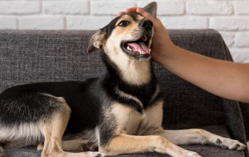 Lee más sobre el artículo ¿Por qué es importante usar un buen spray antipulgas para tu perro?