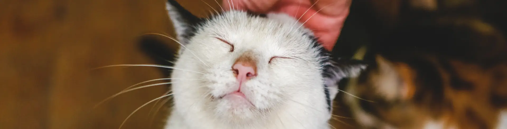 Cómo mantener a tu gato fresco y con buen olor entre baños - Can Amor
