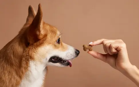 Lee más sobre el artículo ¿Cuál es la mejor hora para darle snacks a tu perro? Rutina ideal con Bocaditos CanAmor