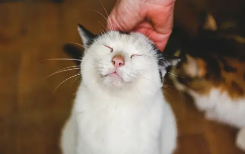 Cómo mantener a tu gato fresco y con buen olor entre baños - Can Amor