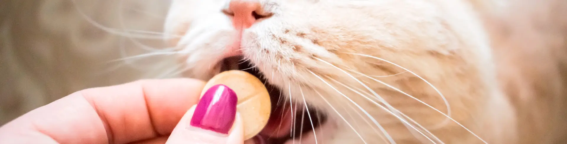 Snacks para gatos activos energía y salud con Kelcat