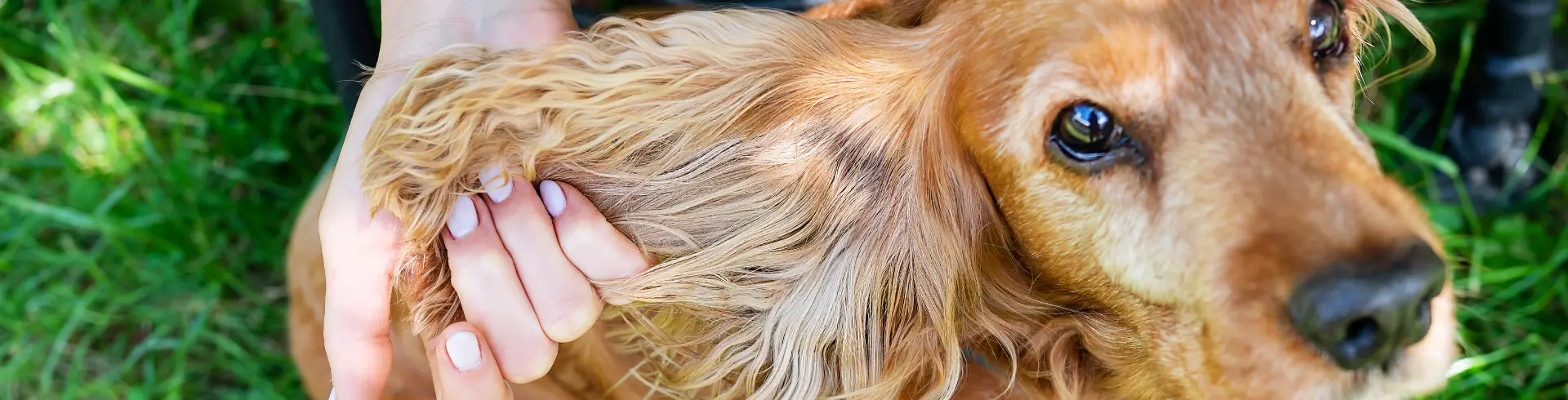 ¿Cómo proteger a tu mascota de pulgas y garrapatas Eficacia del Spray Insecticida