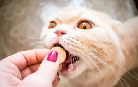 Lee más sobre el artículo Snacks para gatos activos: energía y salud con Kelcat