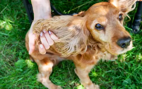 ¿Cómo proteger a tu mascota de pulgas y garrapatas Eficacia del Spray Insecticida