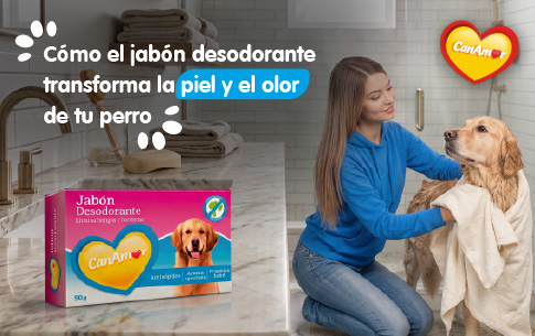 Lee más sobre el artículo Borrón y pelaje nuevo: cómo el jabón desodorante transforma la piel y el olor de tu perro